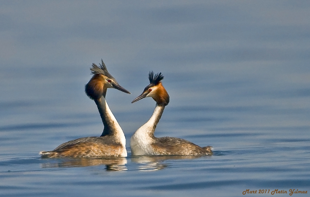 Great Crested Grebe