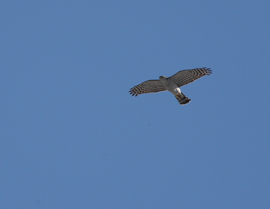 Eurasian Sparrowhawk