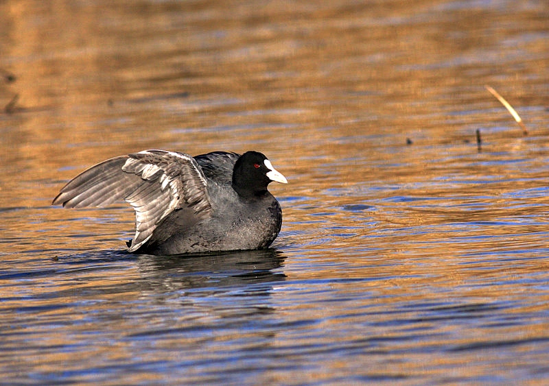 Eurasian Coot