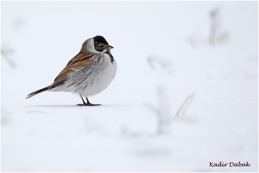 Common Reed Bunting