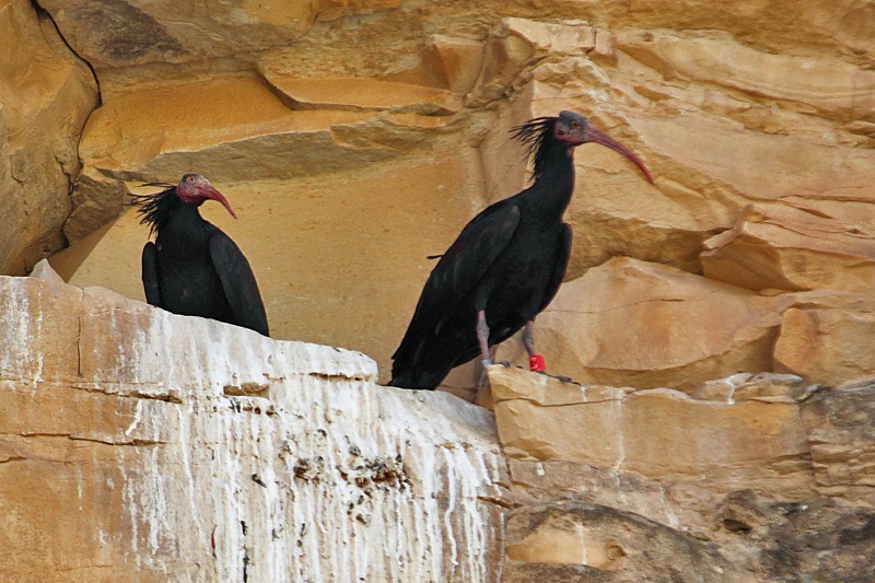 Northern Bald Ibis