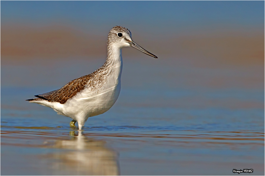 Common Greenshank