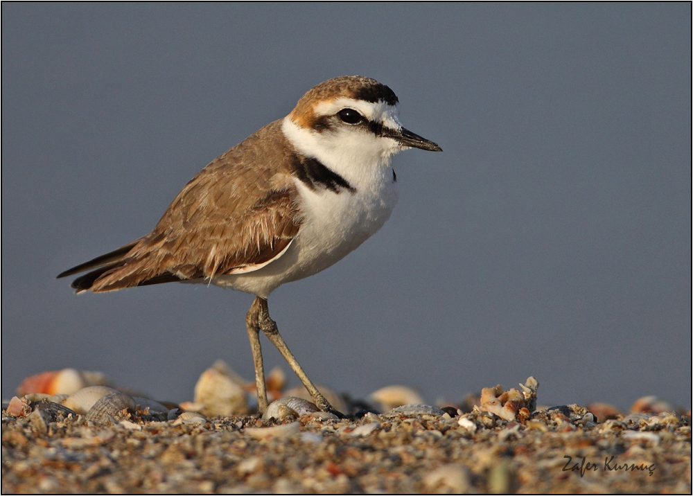 Kentish Plover
