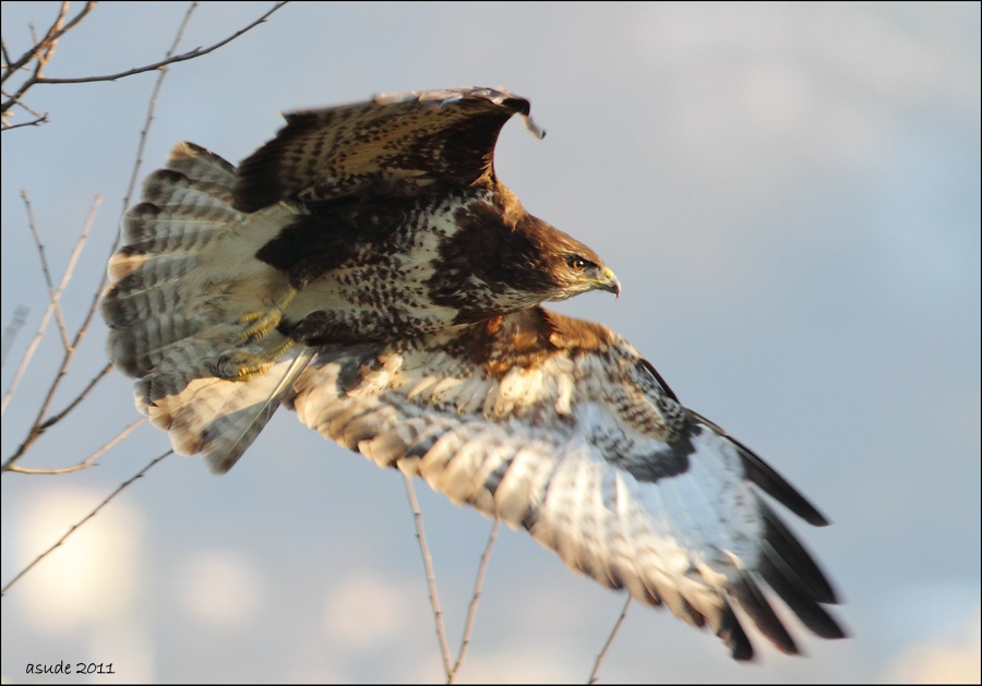 Common Buzzard