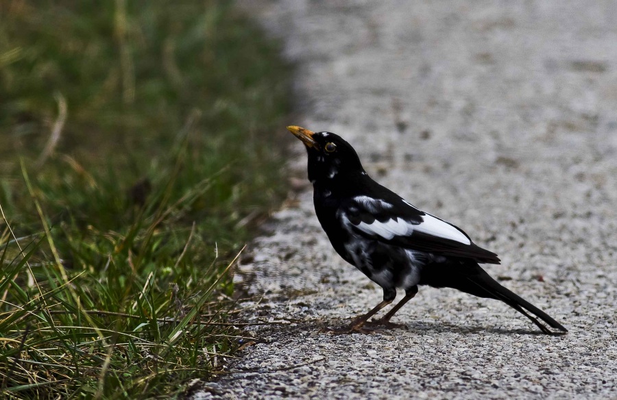 Common Blackbird