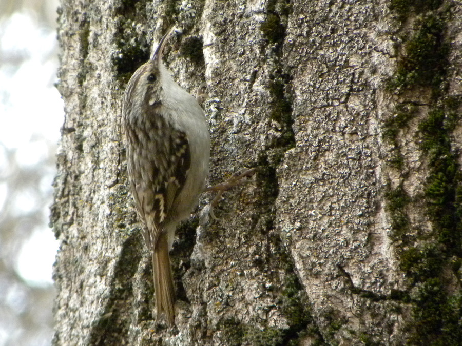 Short-toed Treecreeper