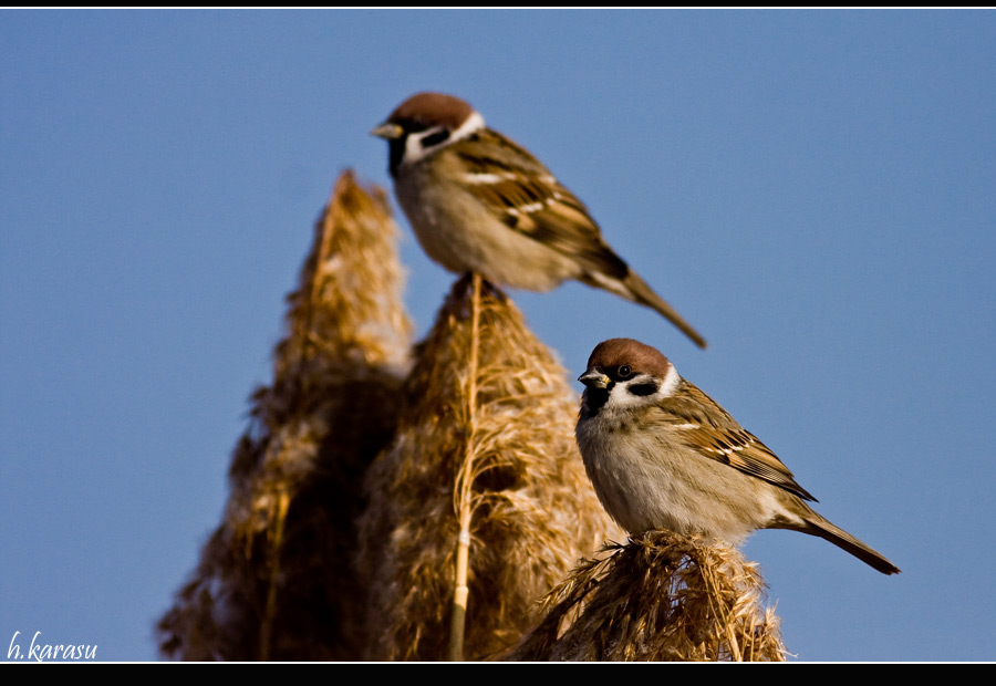 Eurasian Tree Sparrow