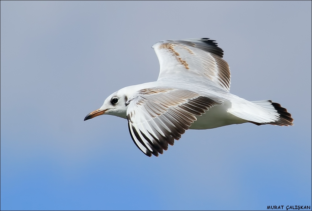Black-headed Gull