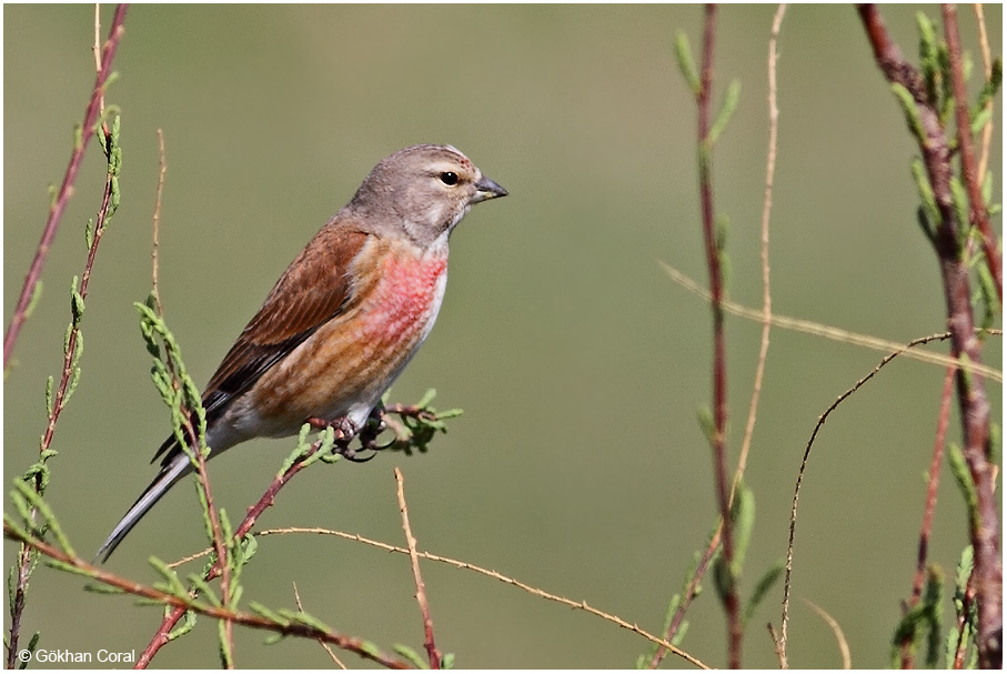 Common Linnet