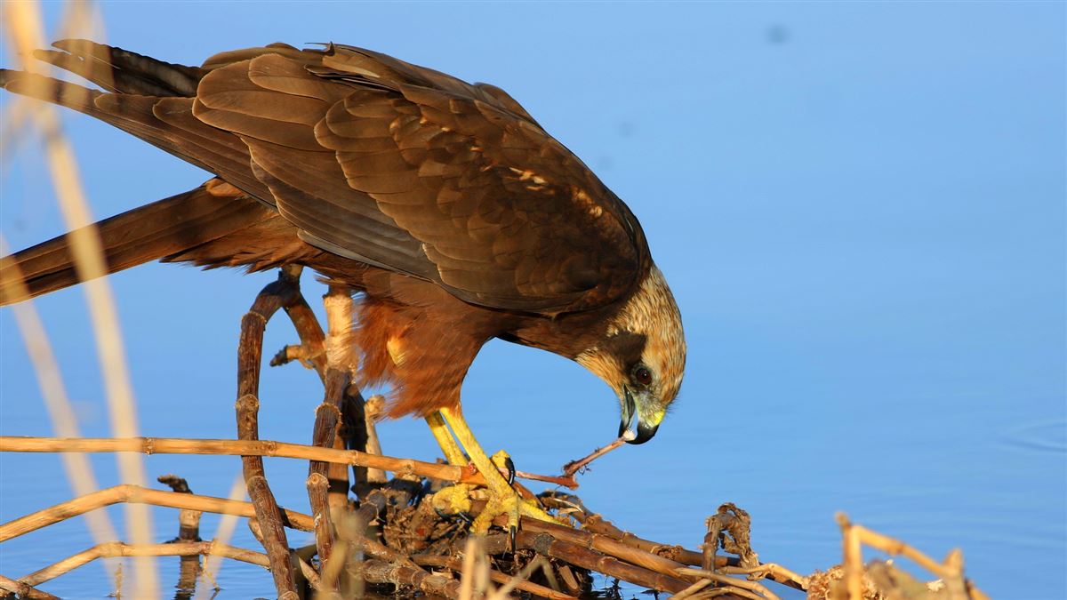 Western Marsh Harrier