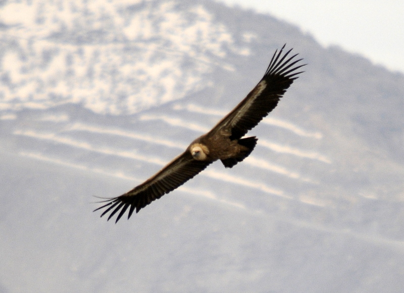 Griffon Vulture
