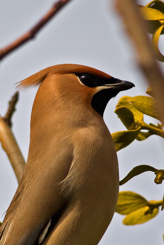 Bohemian Waxwing