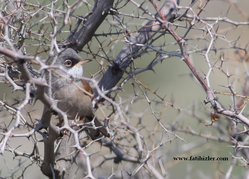 Spectacled Warbler