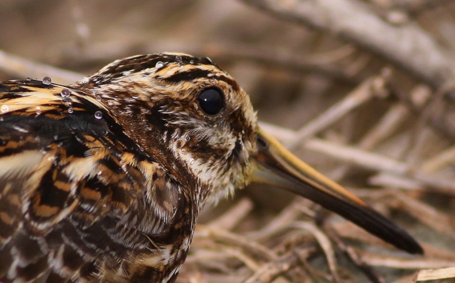 Jack Snipe
