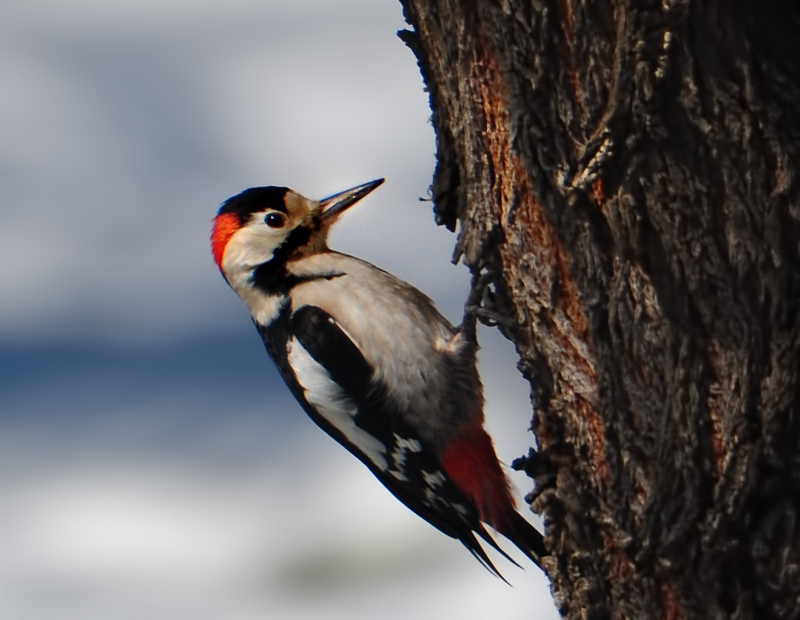 Syrian Woodpecker