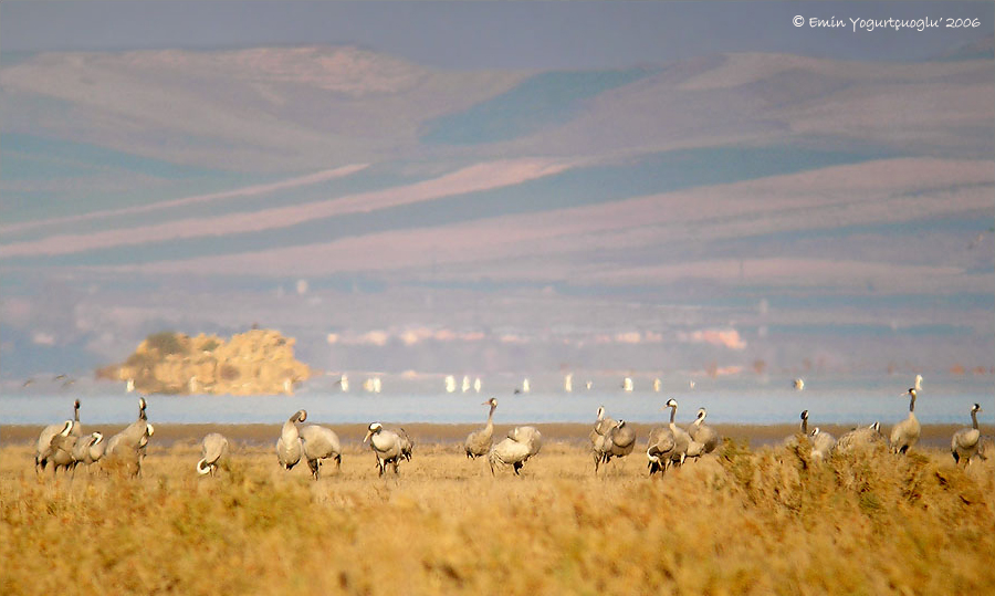 Common Crane