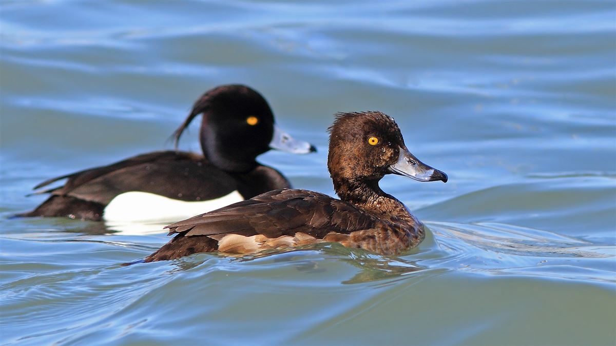 Tufted Duck