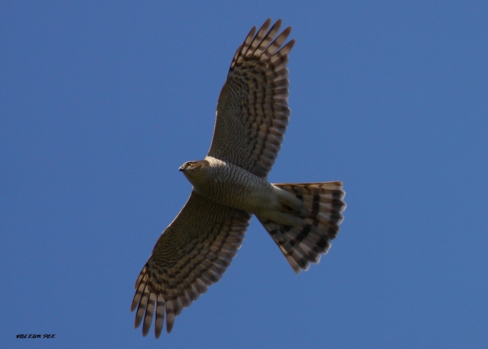 Eurasian Sparrowhawk