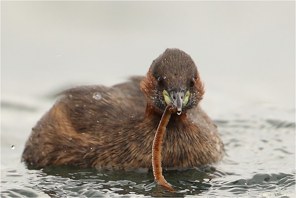 Little Grebe