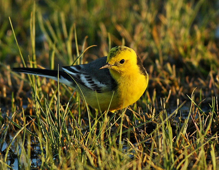 Citrine Wagtail