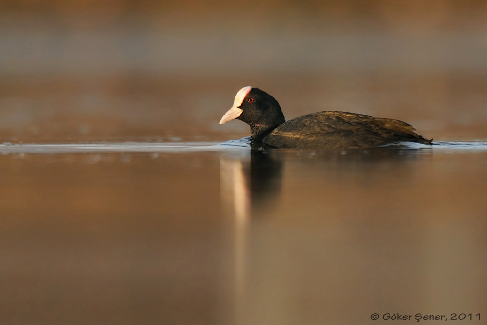 Eurasian Coot