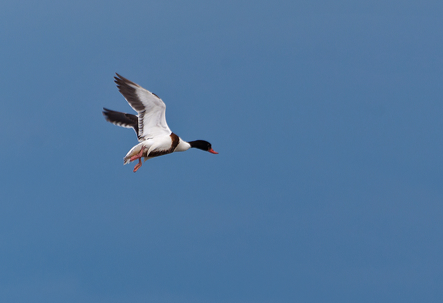 Common Shelduck