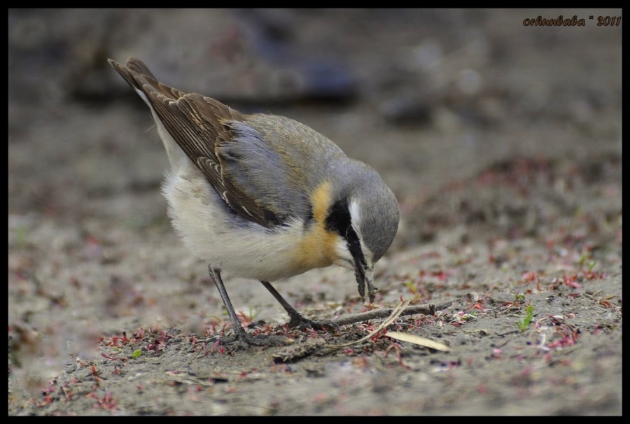Northern Wheatear