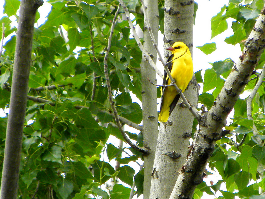 Eurasian Golden Oriole