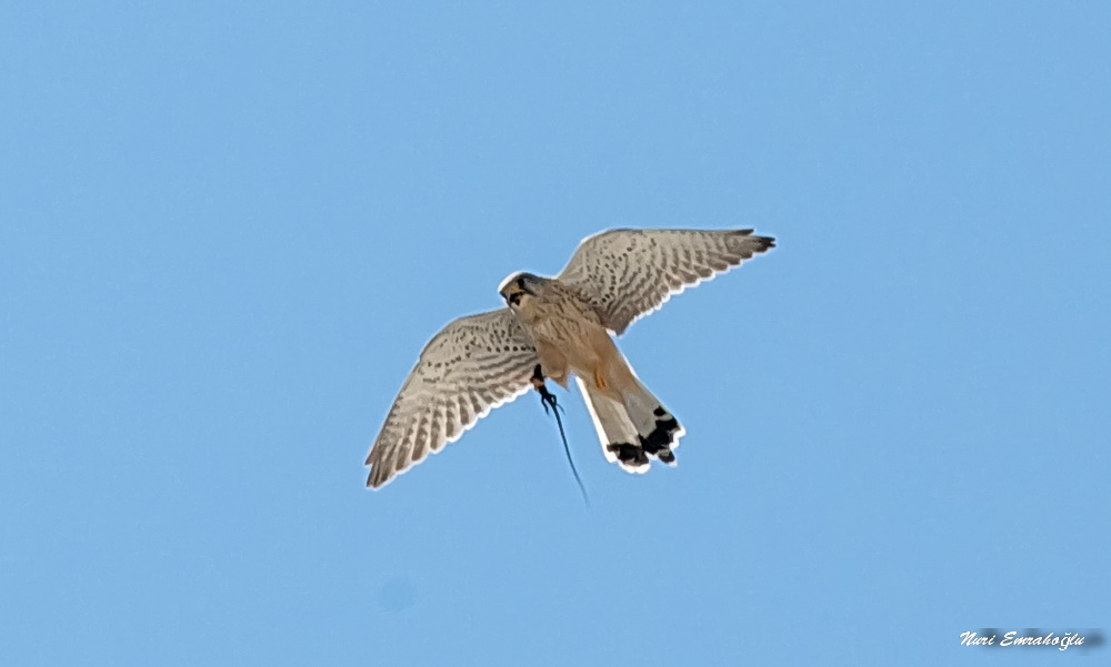 Common Kestrel