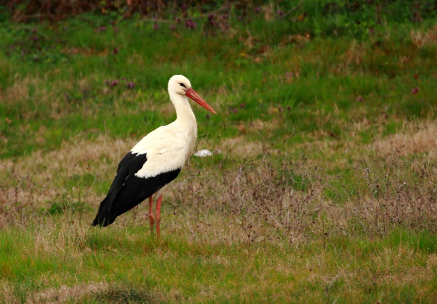 White Stork