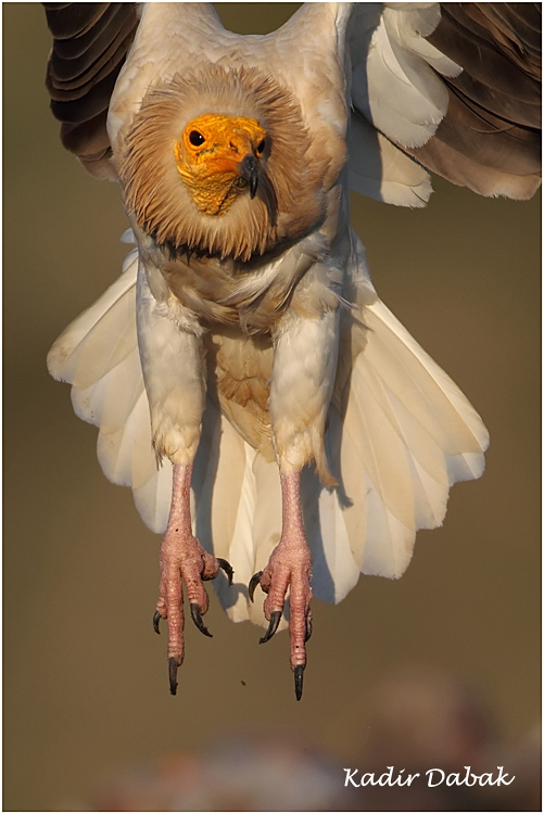 Egyptian Vulture