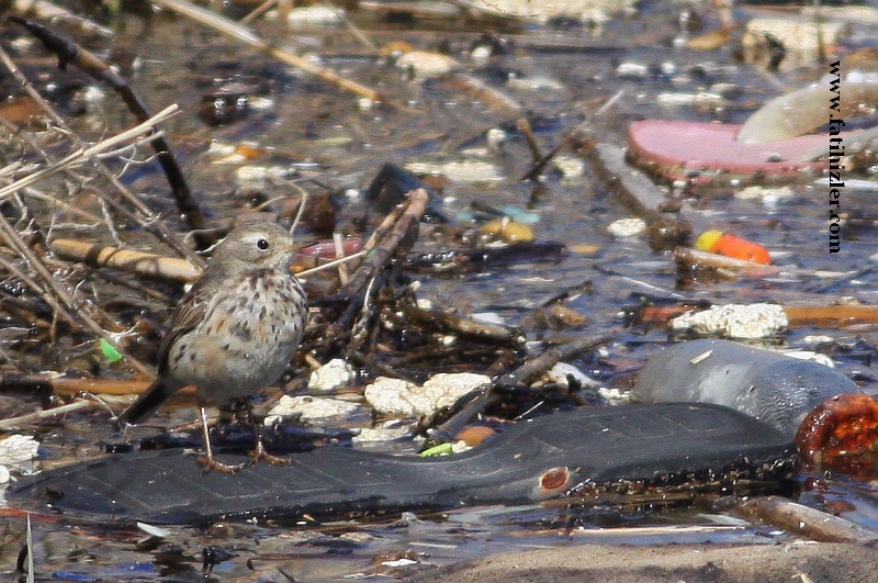 Buff-bellied Pipit