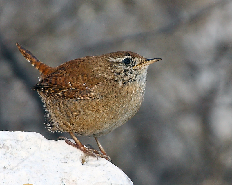 Eurasian Wren