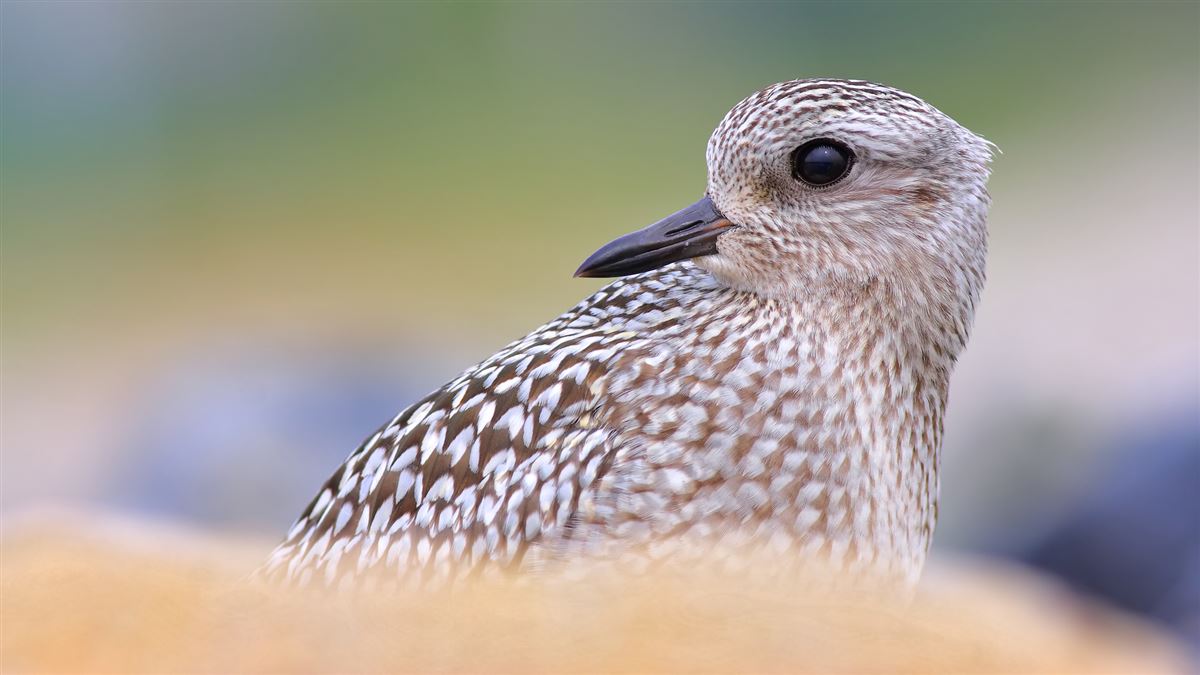 Grey Plover