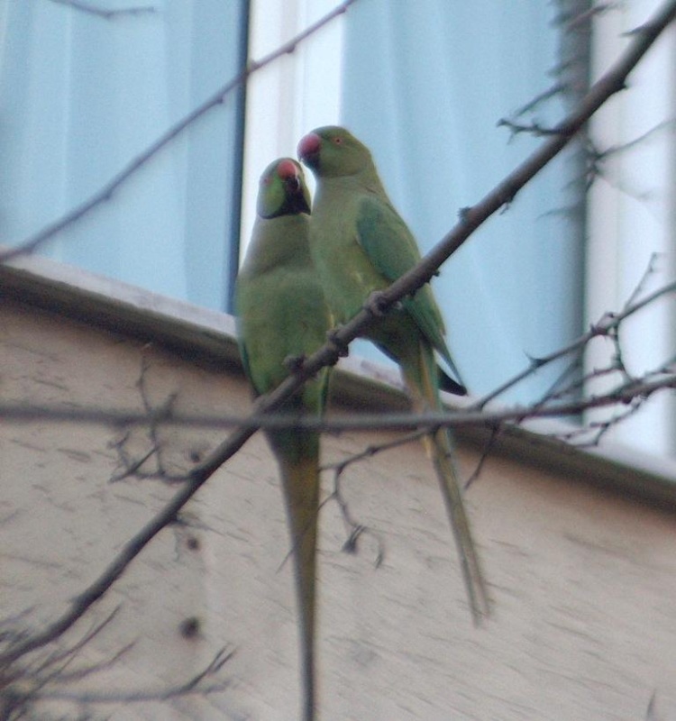 Rose-ringed Parakeet