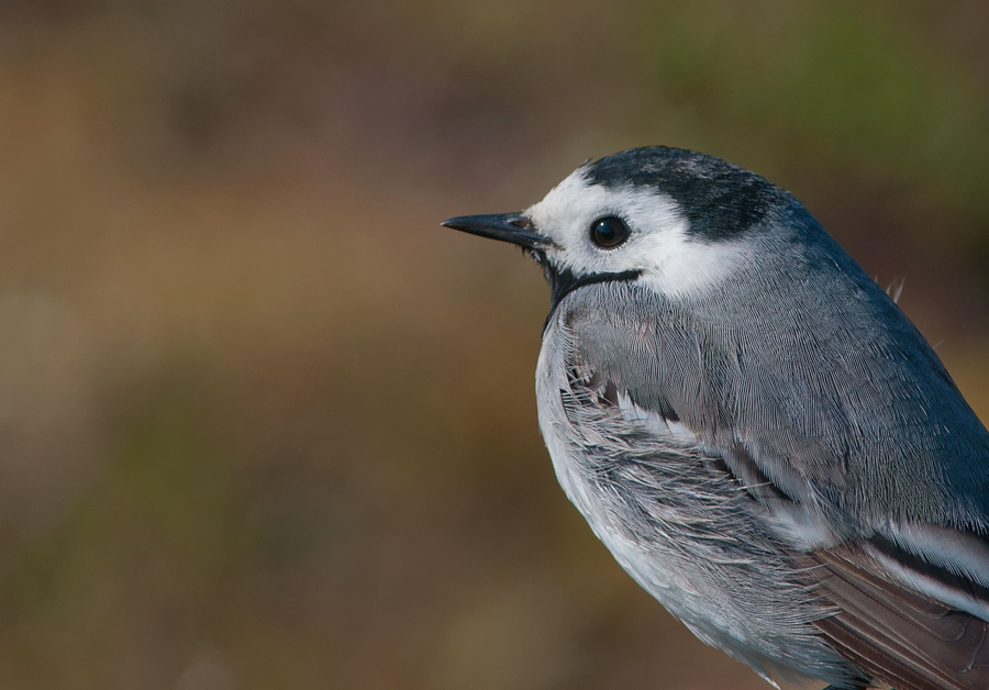 White Wagtail