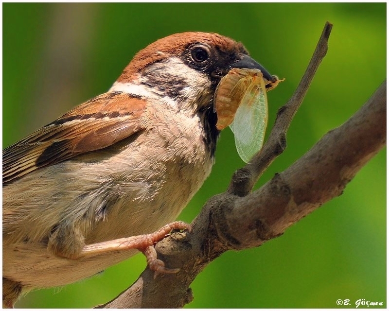 Eurasian Tree Sparrow