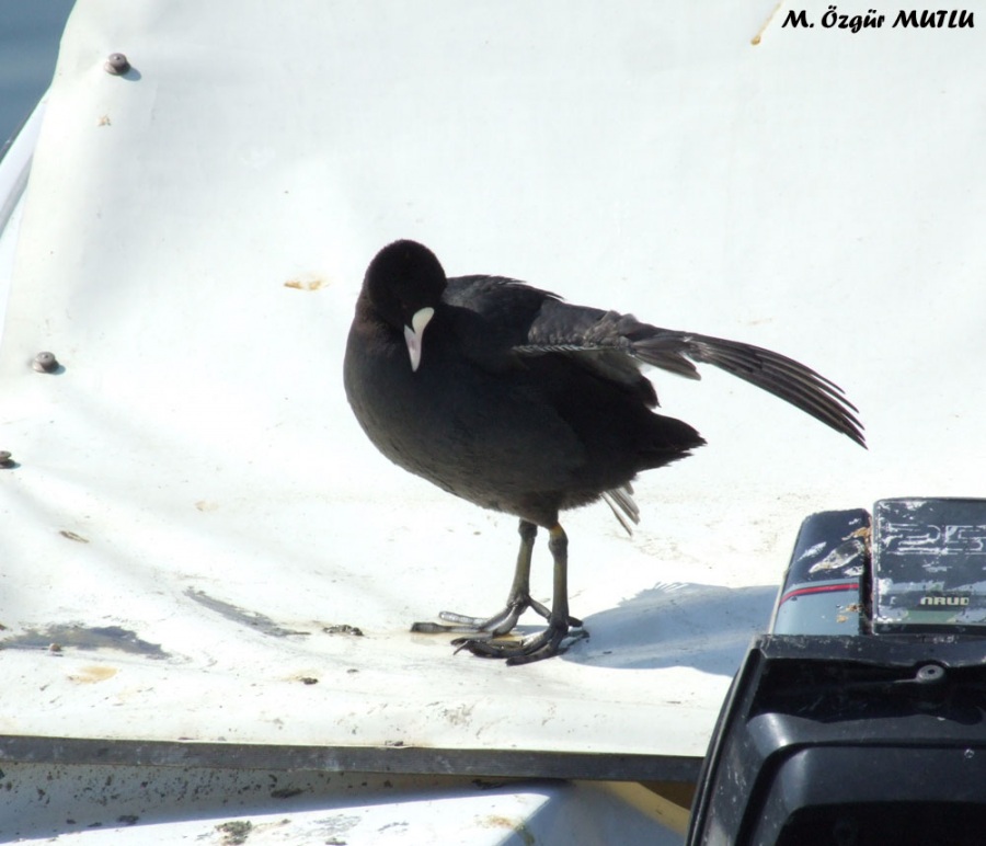 Eurasian Coot
