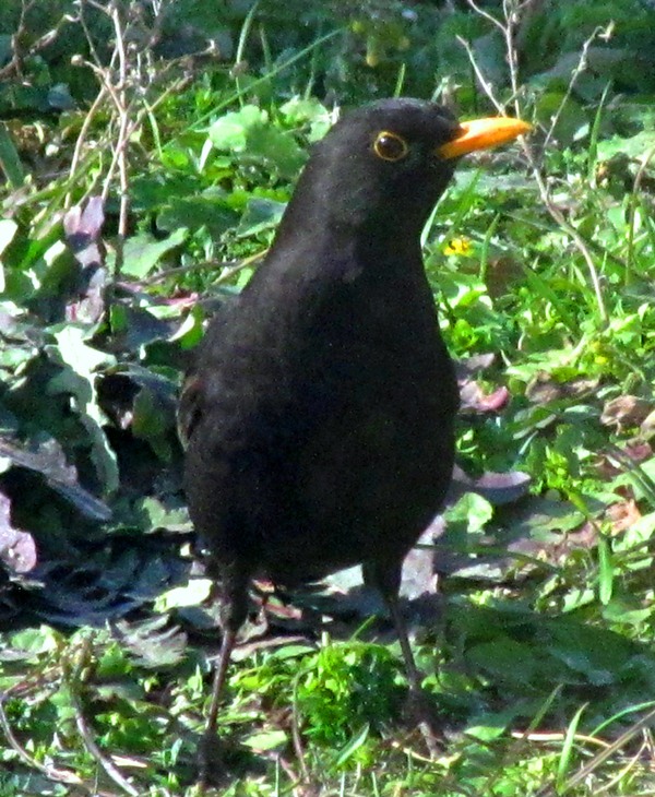 Common Blackbird