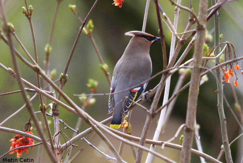 Bohemian Waxwing
