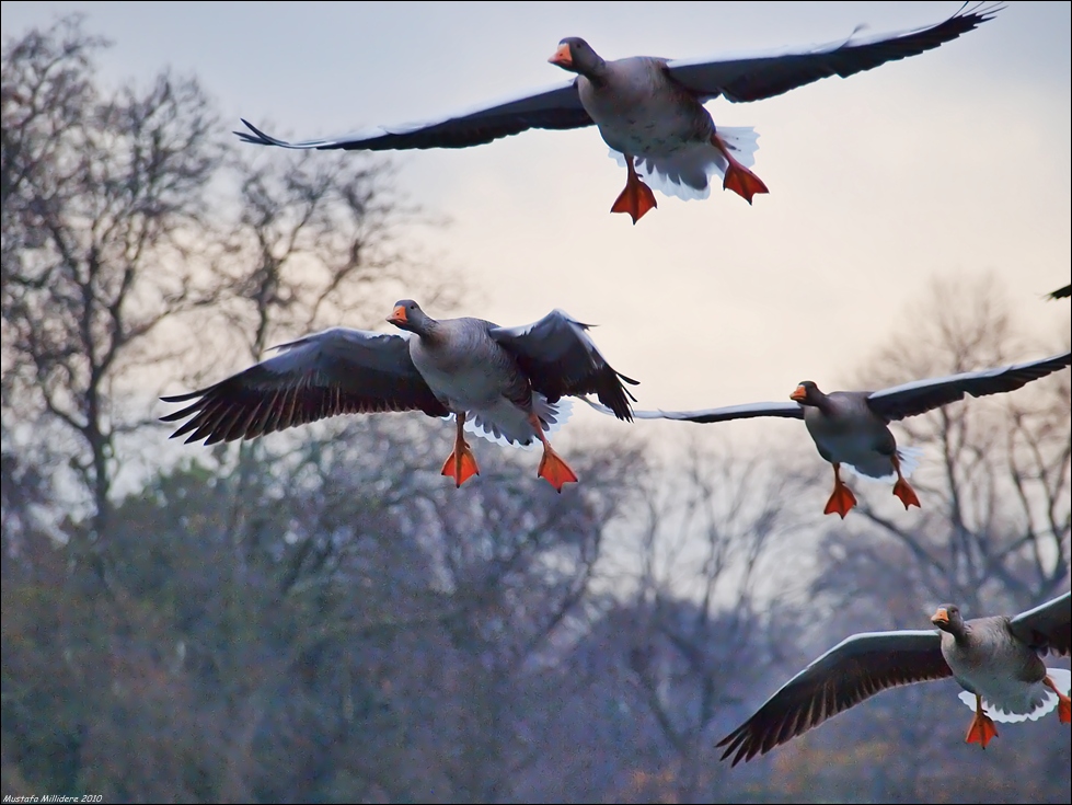 Greylag Goose