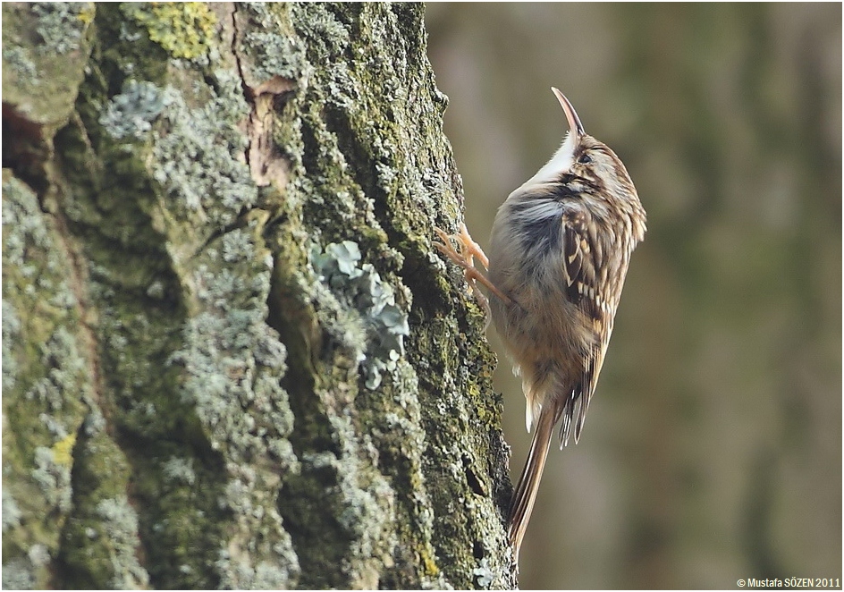Short-toed Treecreeper