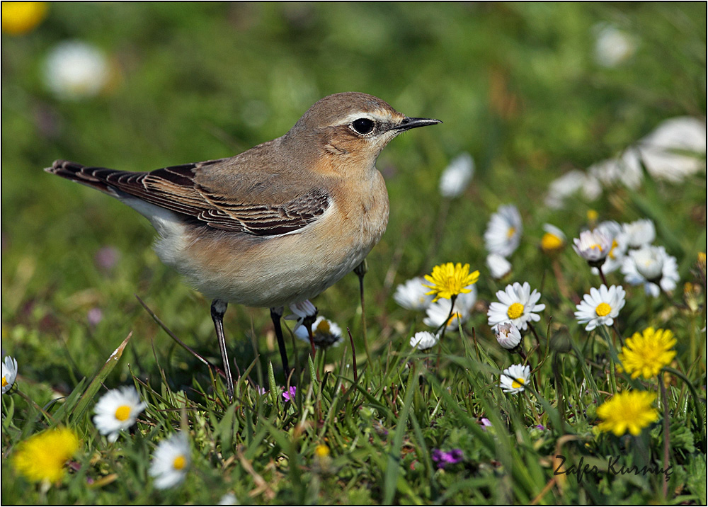 Northern Wheatear