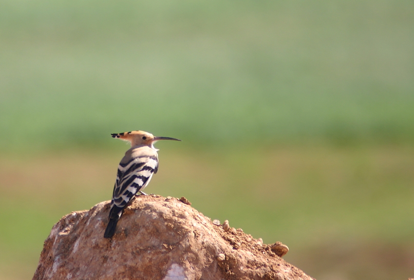 Common Hoopoe