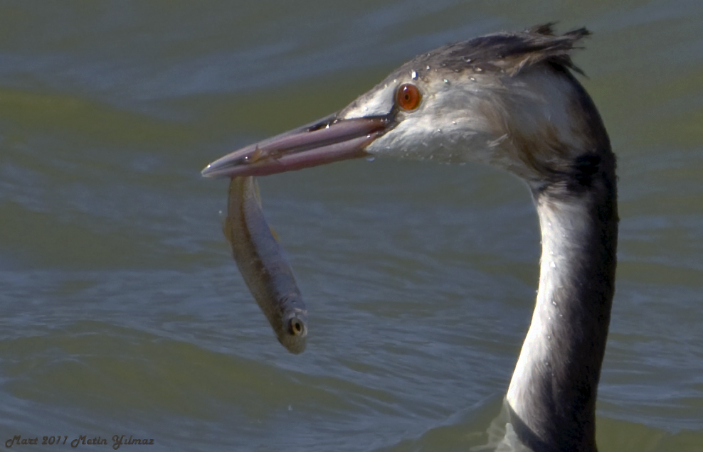 Great Crested Grebe