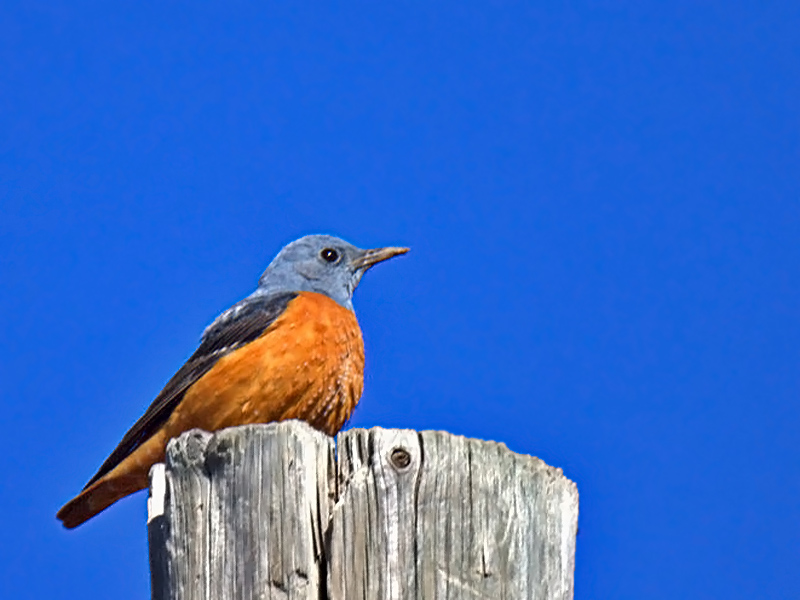 Common Rock Thrush