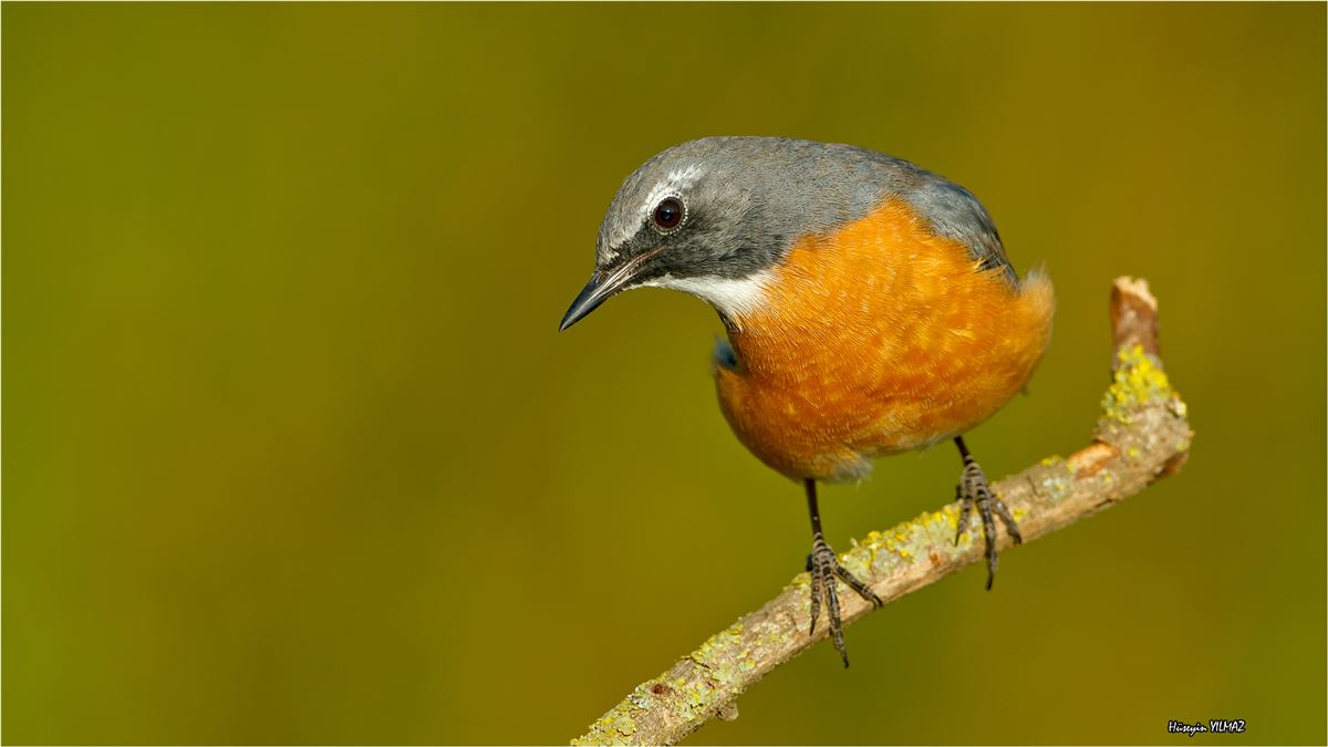 White-throated Robin