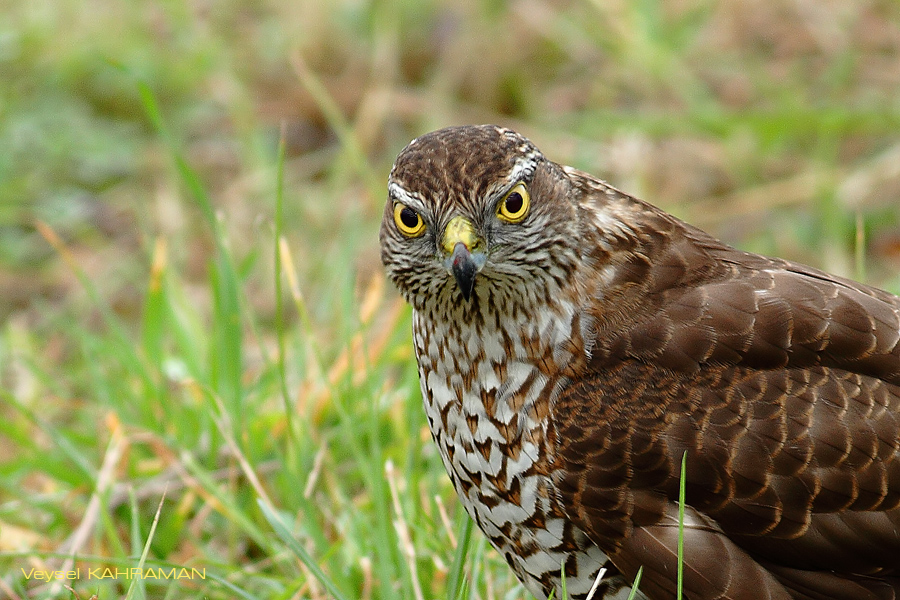 Eurasian Sparrowhawk