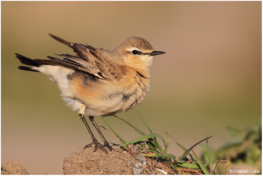 Northern Wheatear