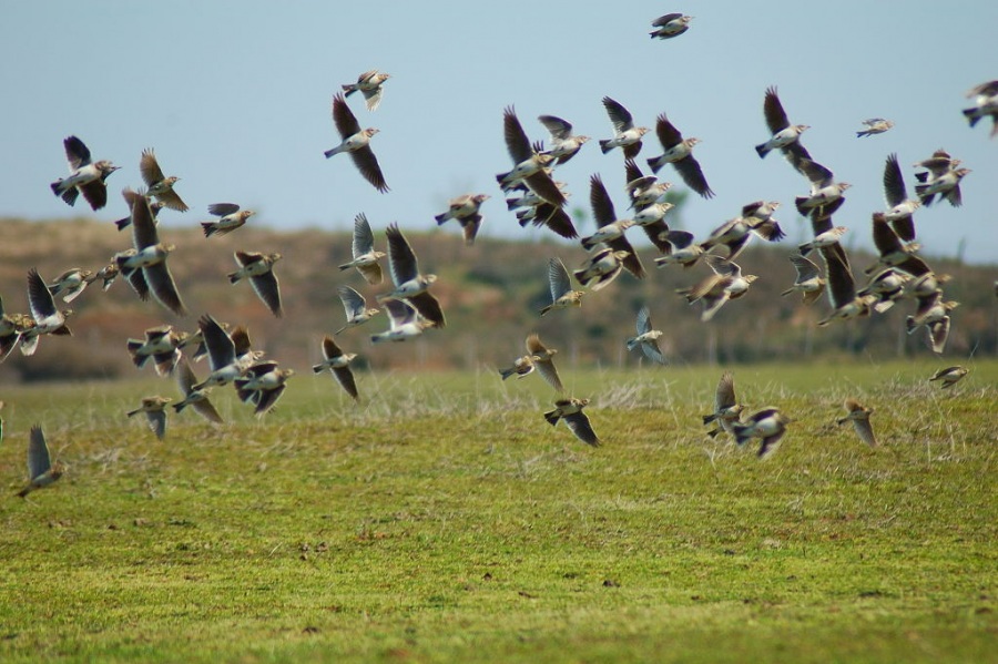 Eurasian Skylark